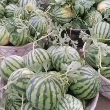 头茬无籽美都上市，上万亩西瓜基地，