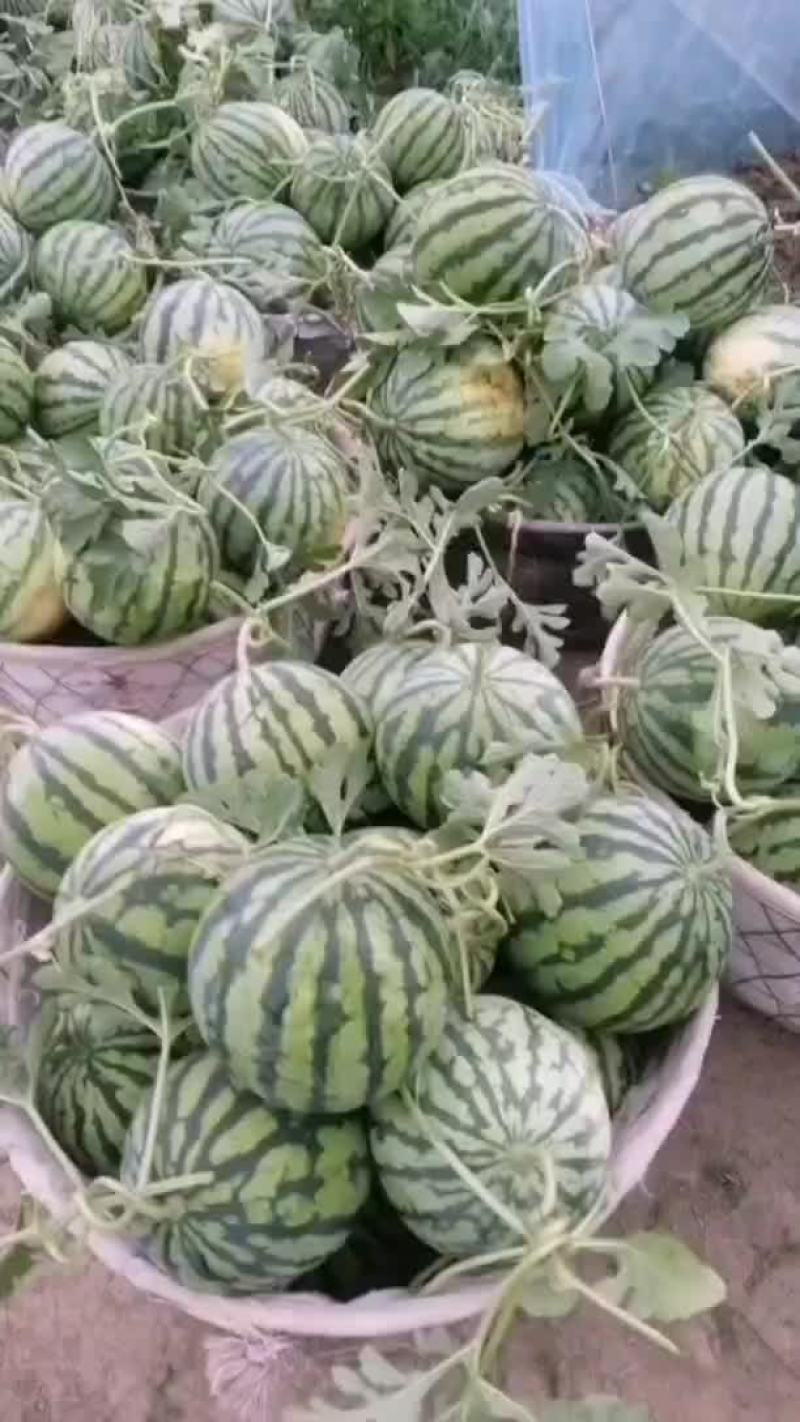 头茬无籽美都上市，上万亩西瓜基地，