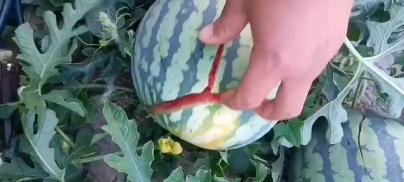 头茬无籽美都上市，上万亩西瓜基地，