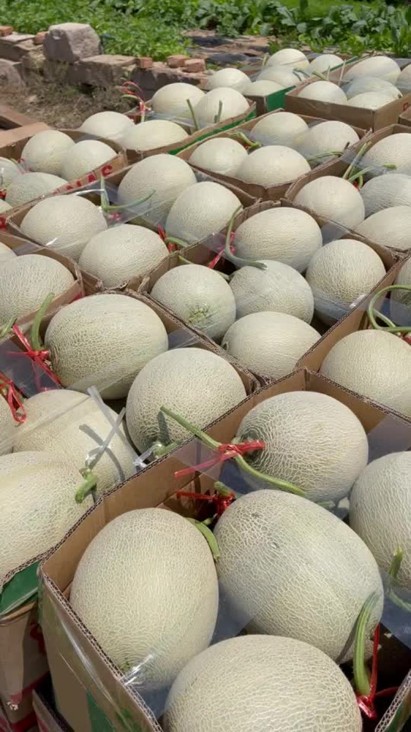 山东烟台海阳网纹瓜
