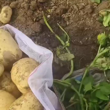 黄心土豆产地直发