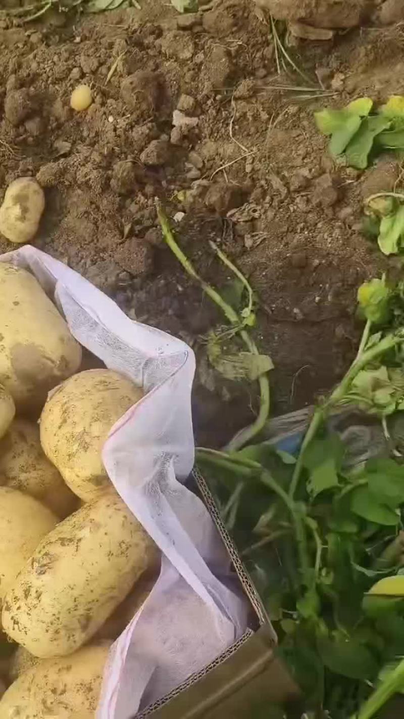 黄心土豆产地直发