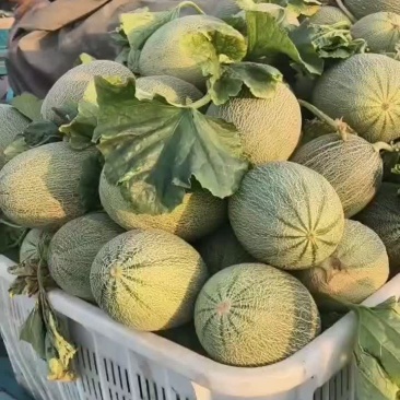 小蜜25大量上市