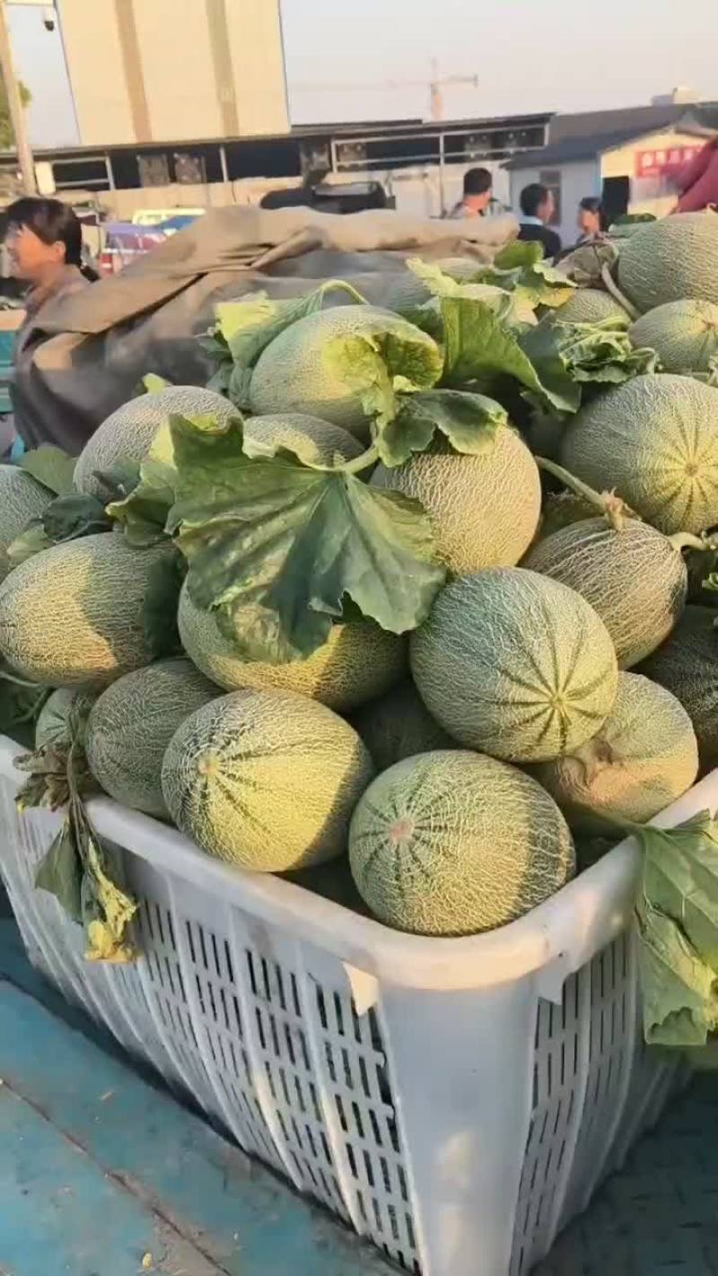 小蜜25大量上市