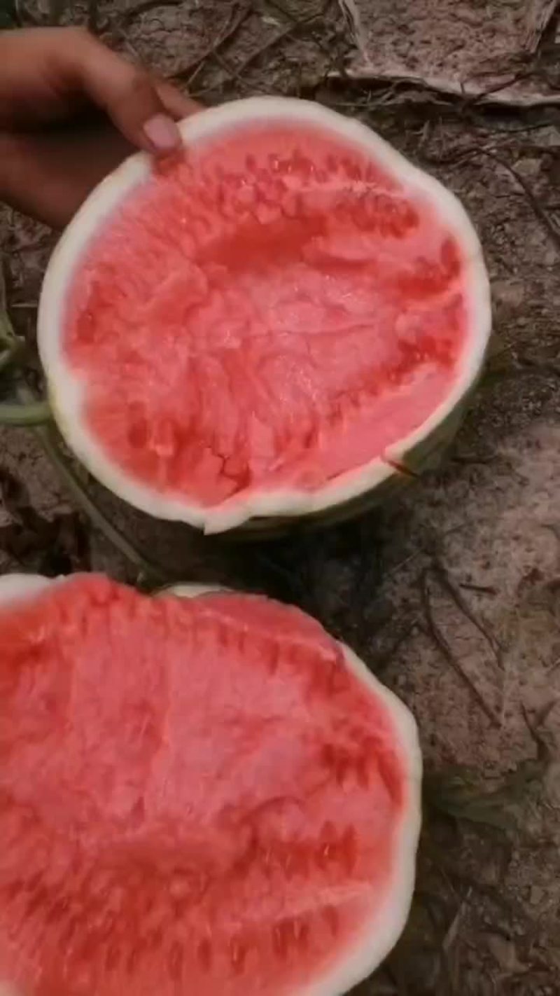 头茬无籽美都西瓜上市，瓜型好看，甜度高，薄皮，大红瓤，