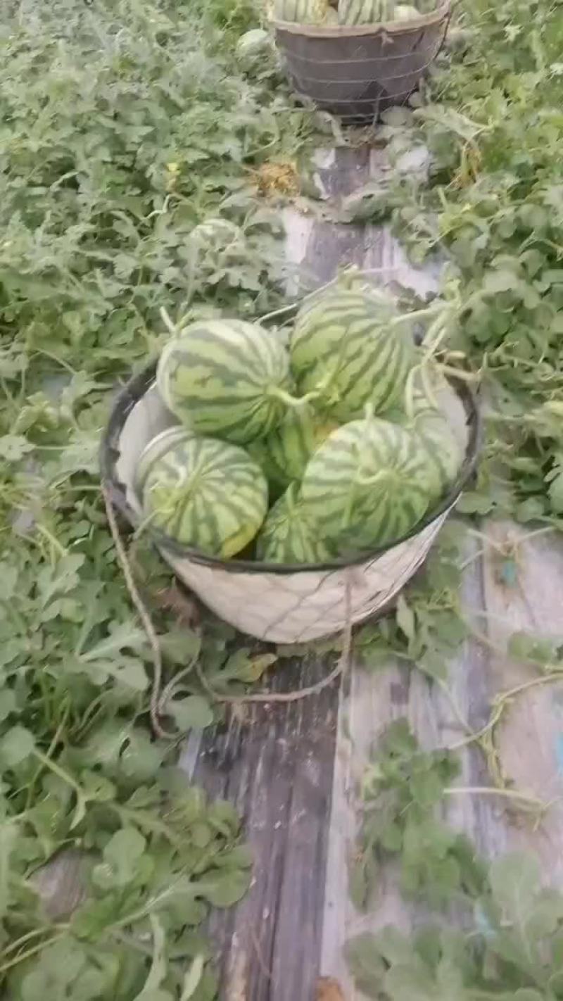 头茬无籽美都西瓜上市，瓜型好看，甜度高，薄皮，大红瓤，