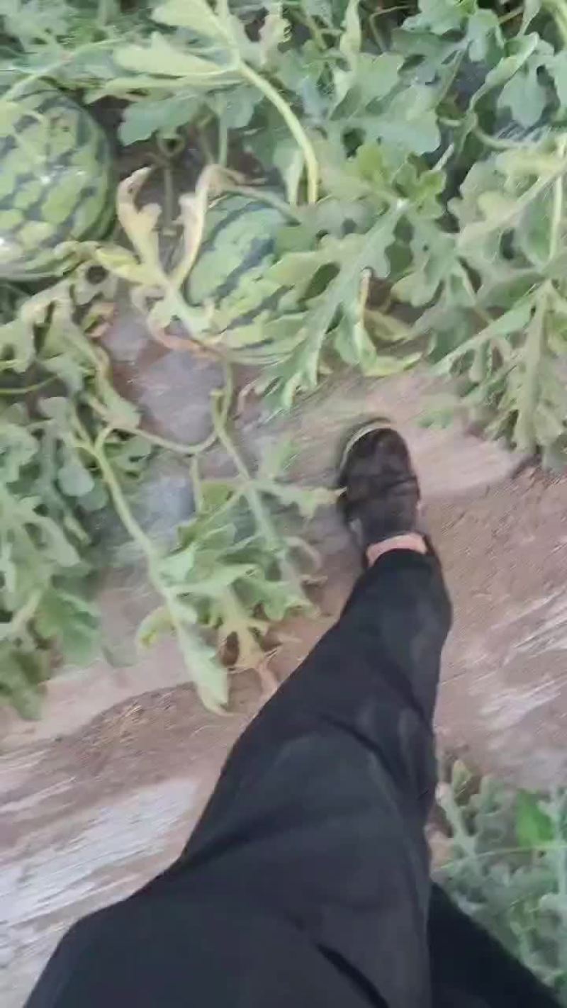 本地麒麟