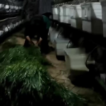 吃草肉兔