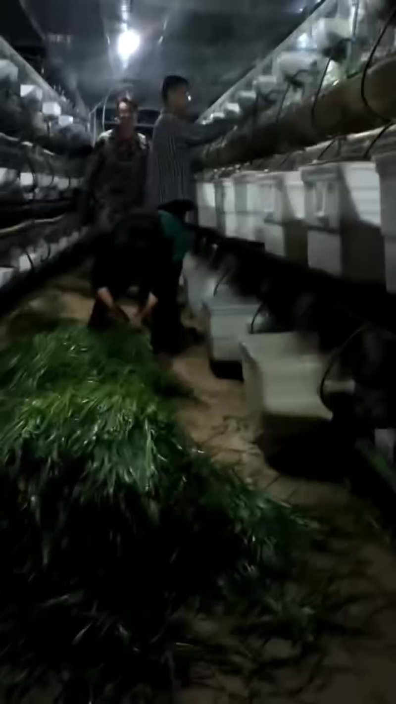 吃草肉兔