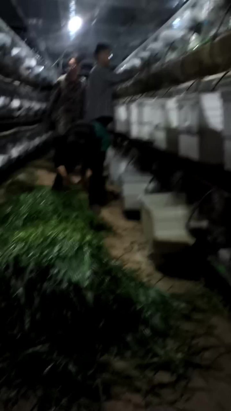 吃草肉兔