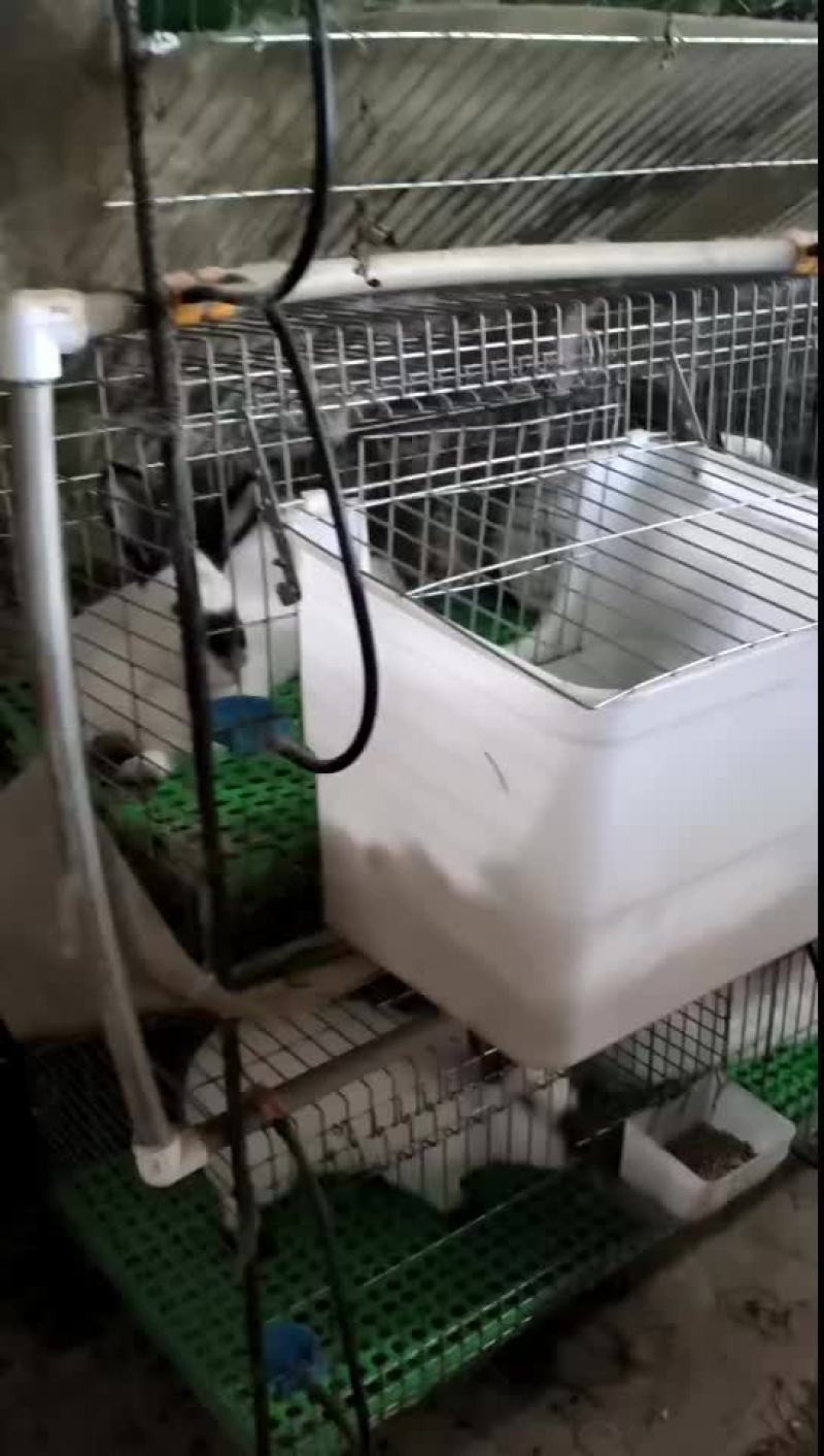 吃草肉兔