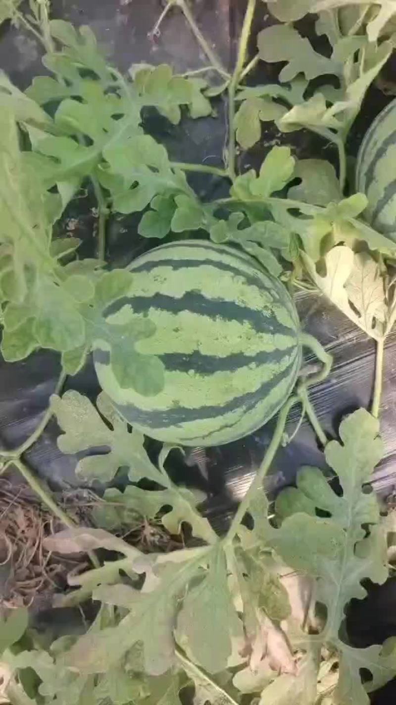 美都