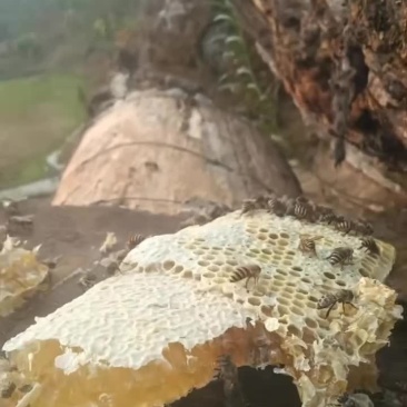 土蜂蜜