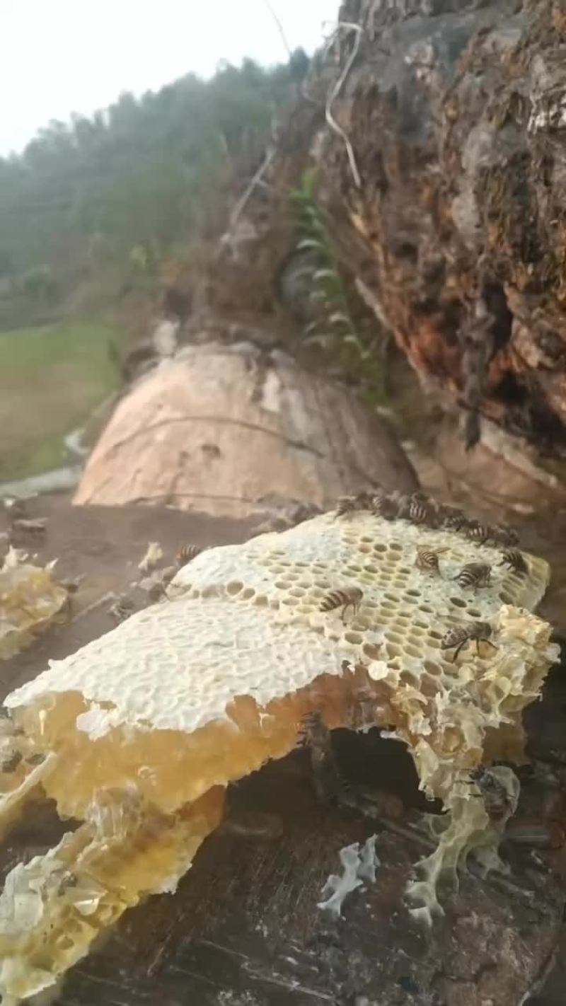 土蜂蜜