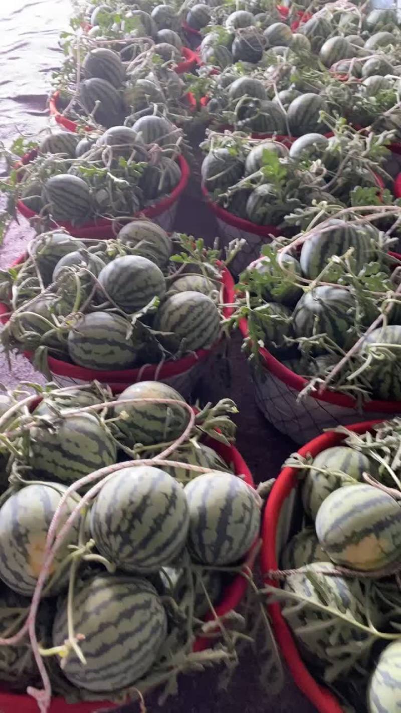 精品头茬无籽麒麟