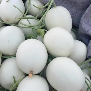 玉菇甜瓜