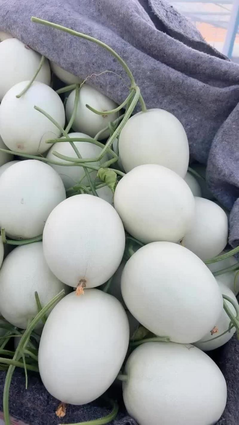 玉菇甜瓜