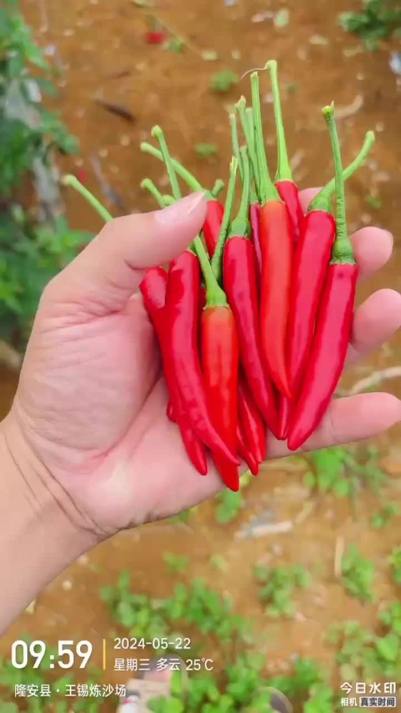 小米椒