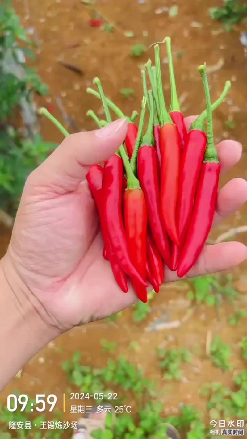 小米椒