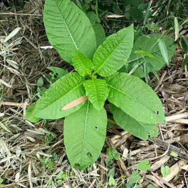 野生商陆中药材