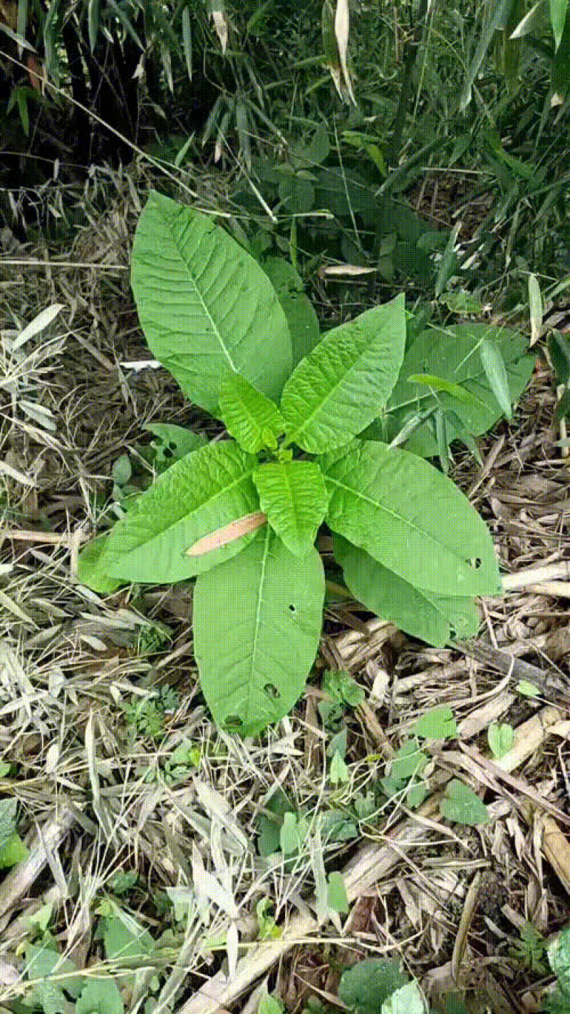 野生商陆中药材
