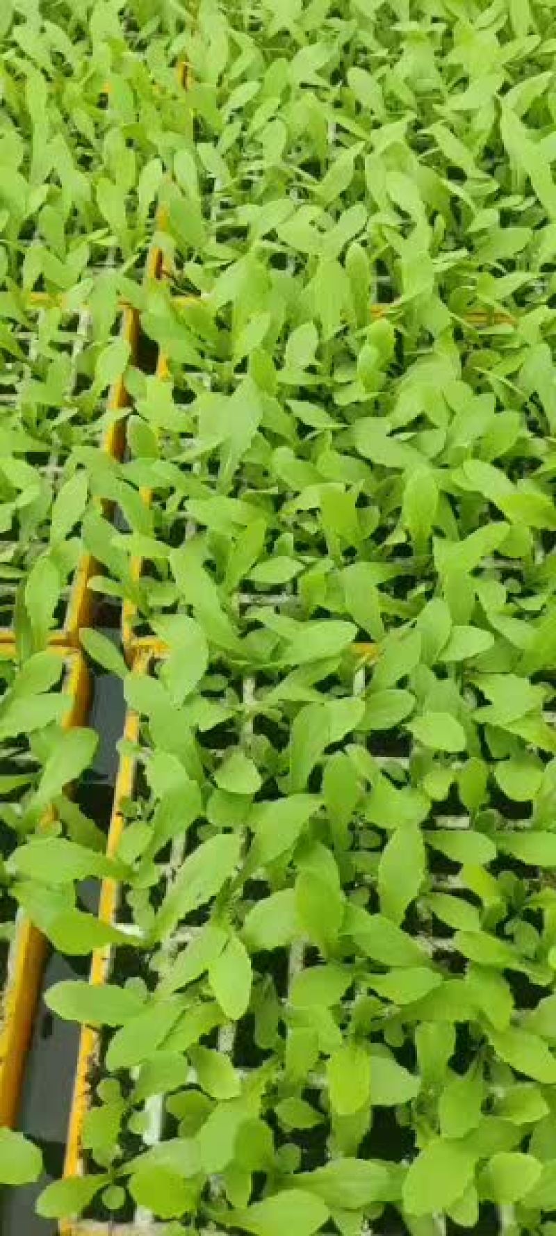 油麦菜苗