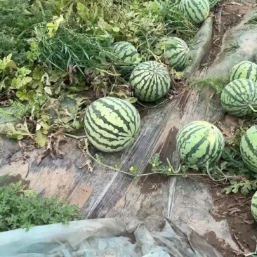天津无子麒麟西瓜大量上市诚信经营