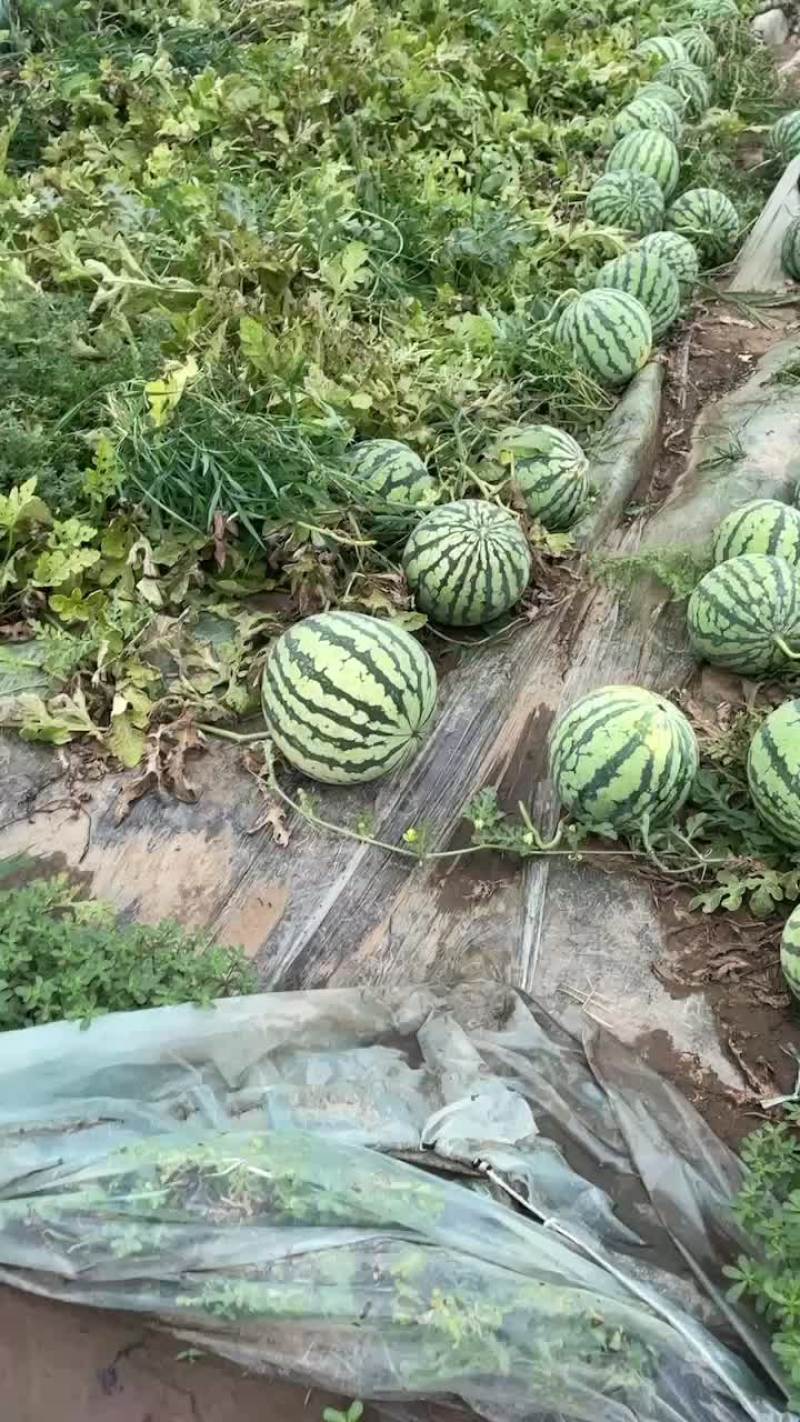 天津无子麒麟西瓜大量上市诚信经营