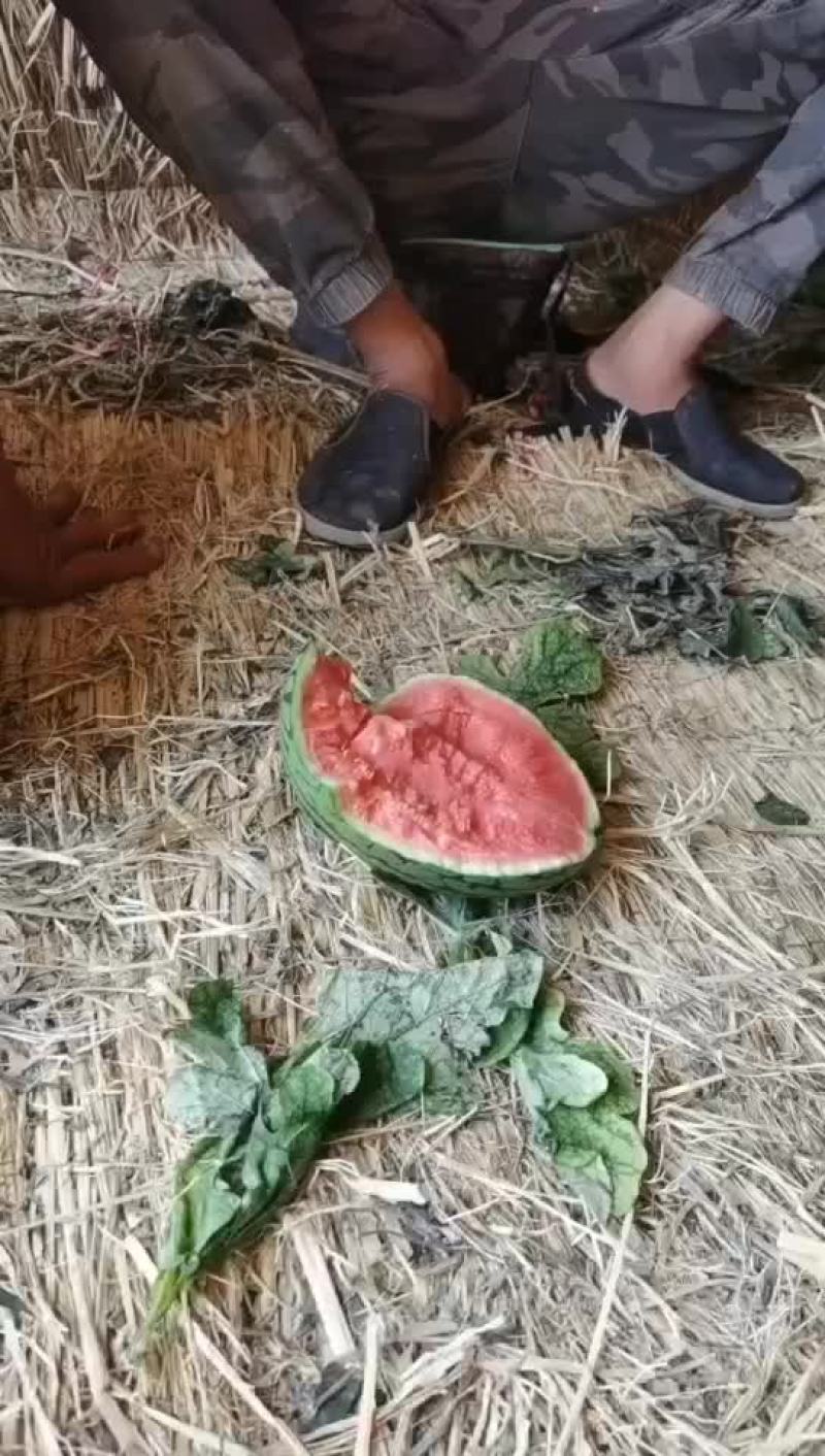 吊瓜