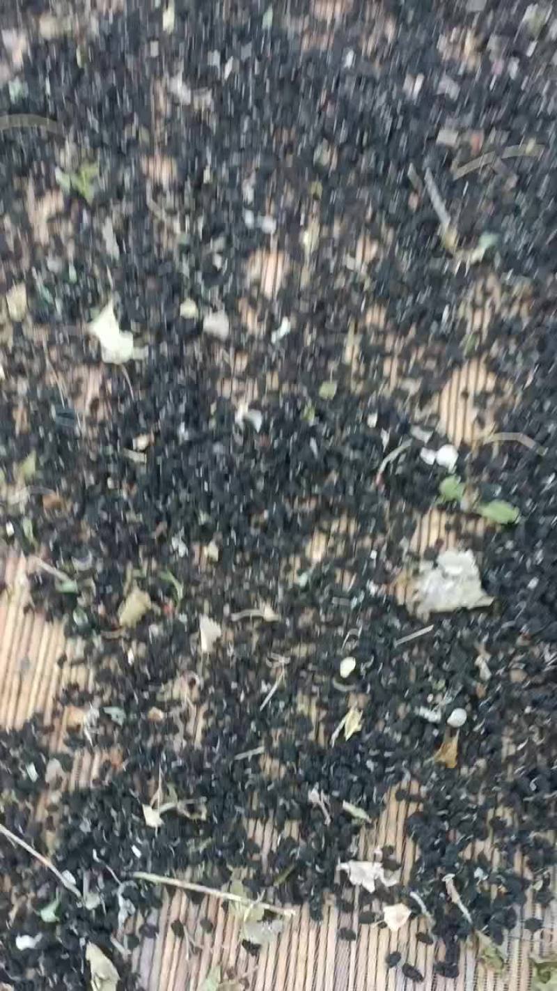 黑桑葚