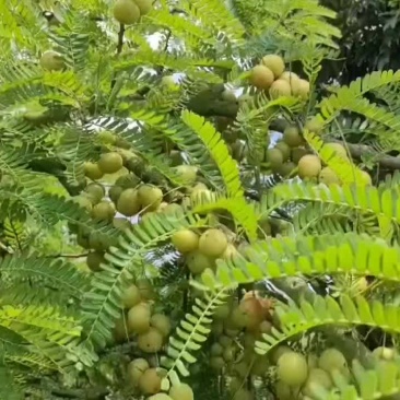 靓货
