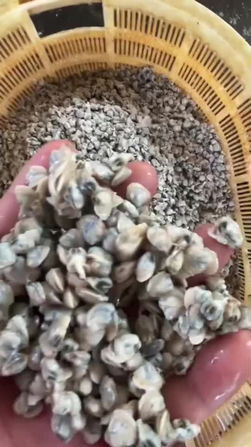 黄沙蚬肉批发