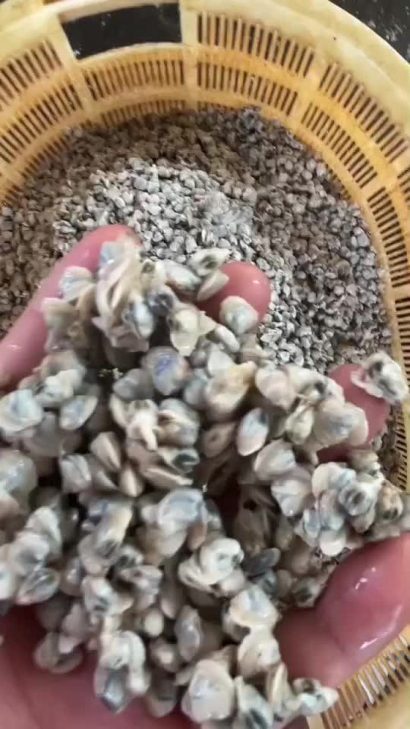 黄沙蚬肉批发