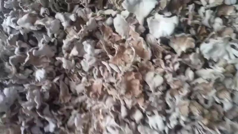 白参菌干品