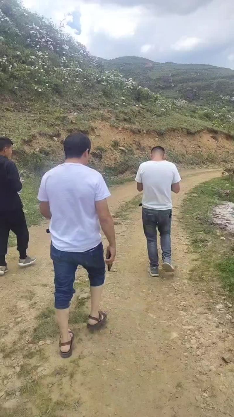 马刺根