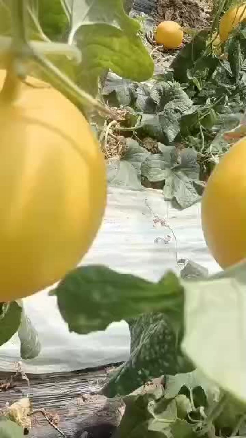 久红瑞