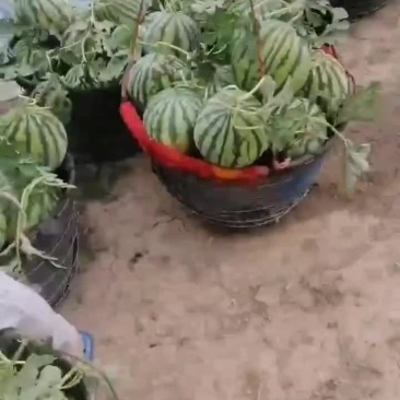 头茬无籽西瓜大量供货，小薄皮大红瓤，外观圆润，甜度高，