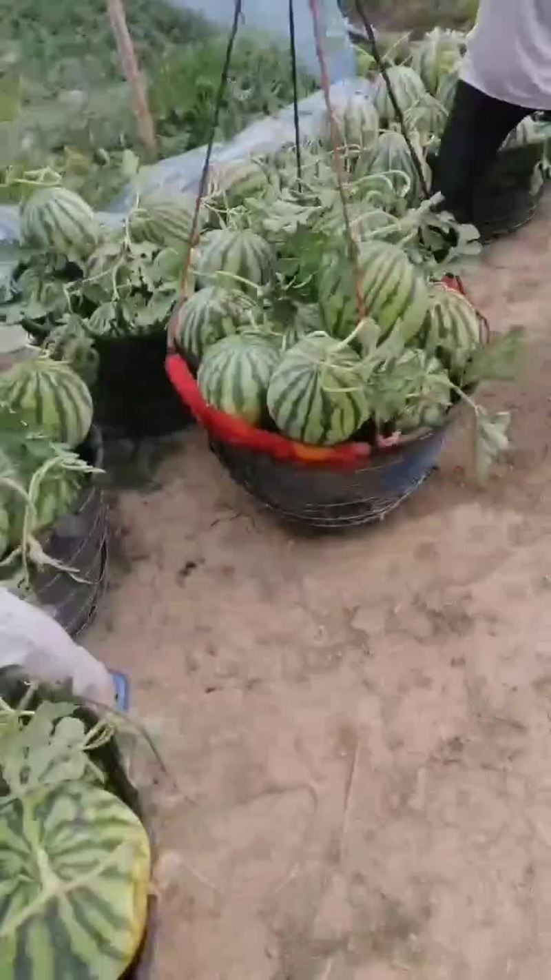 头茬无籽西瓜大量供货，小薄皮大红瓤，外观圆润，甜度高，