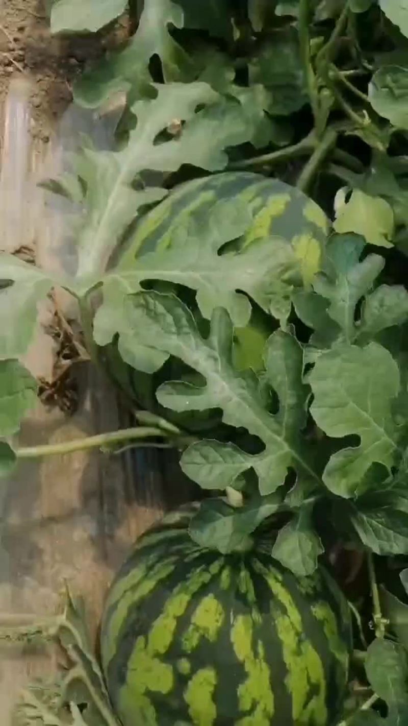 头茬无籽西瓜大量供货，小薄皮大红瓤，外观圆润，甜度高，