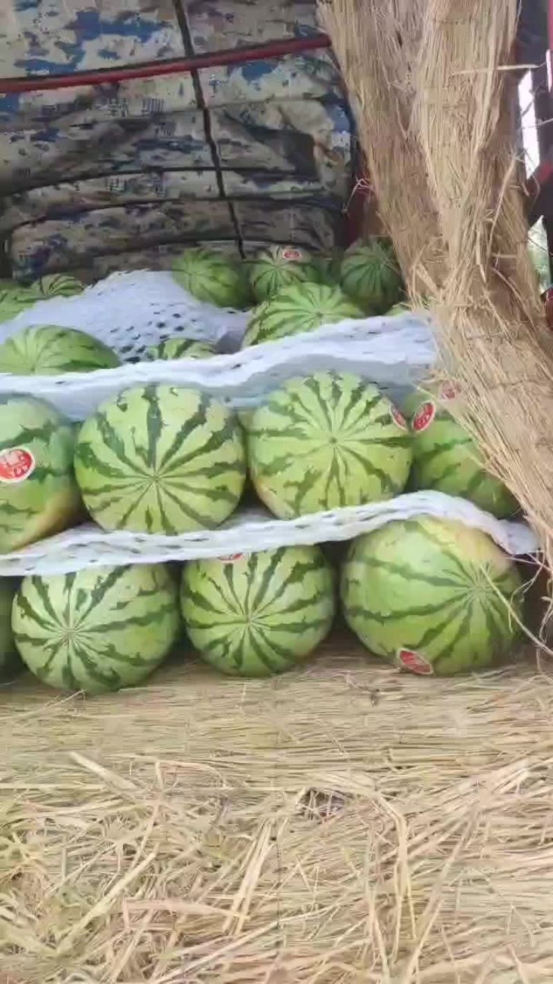 陕西精品无籽金花六，大量供应，对接各大商超，超市，批发市