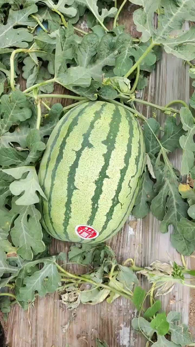 陕西精品无籽金花六，大量供应，对接各大商超，超市，批发市