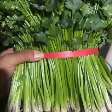 好香菜加工厂电商走市场都可以