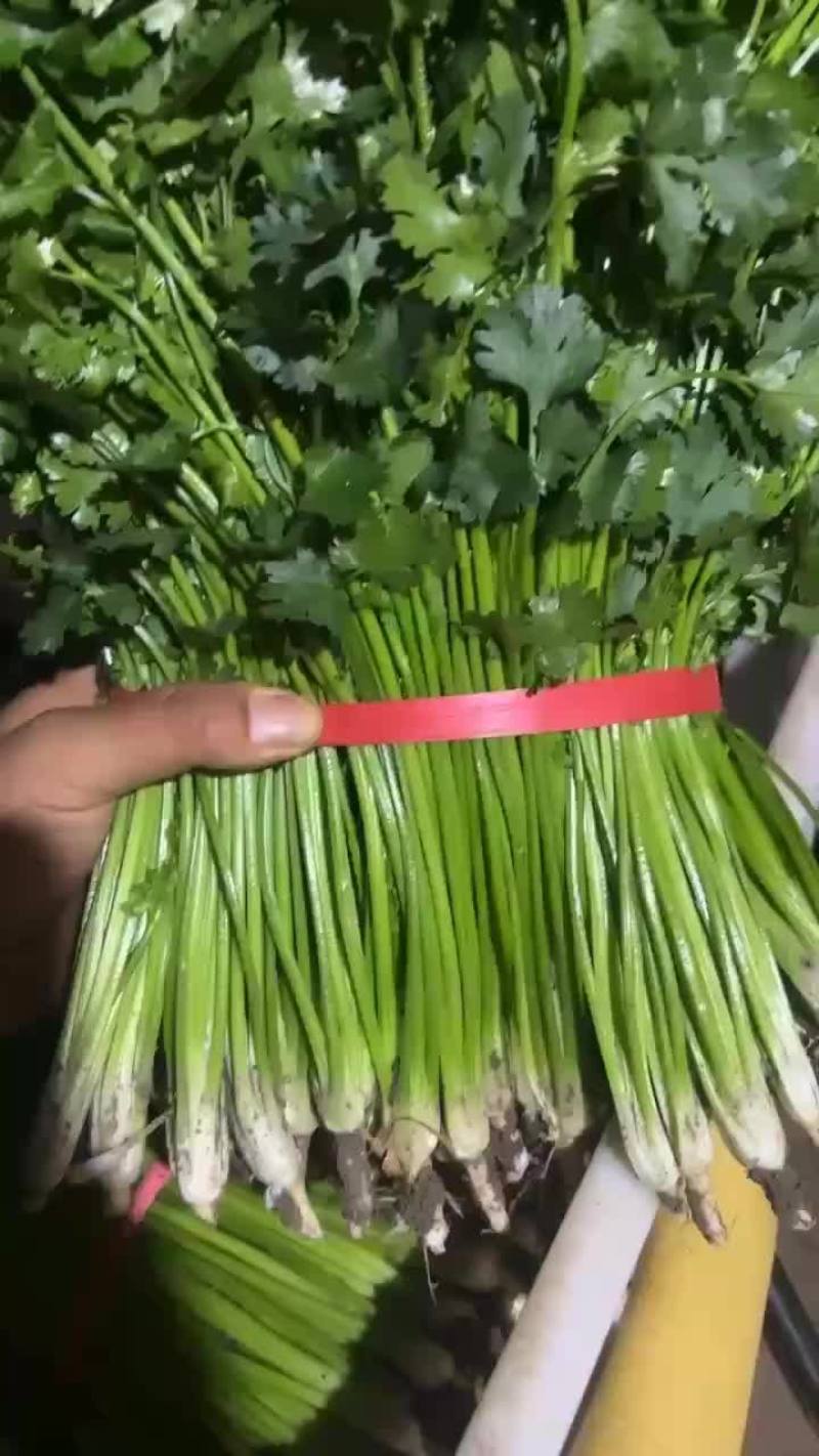 好香菜加工厂电商走市场都可以