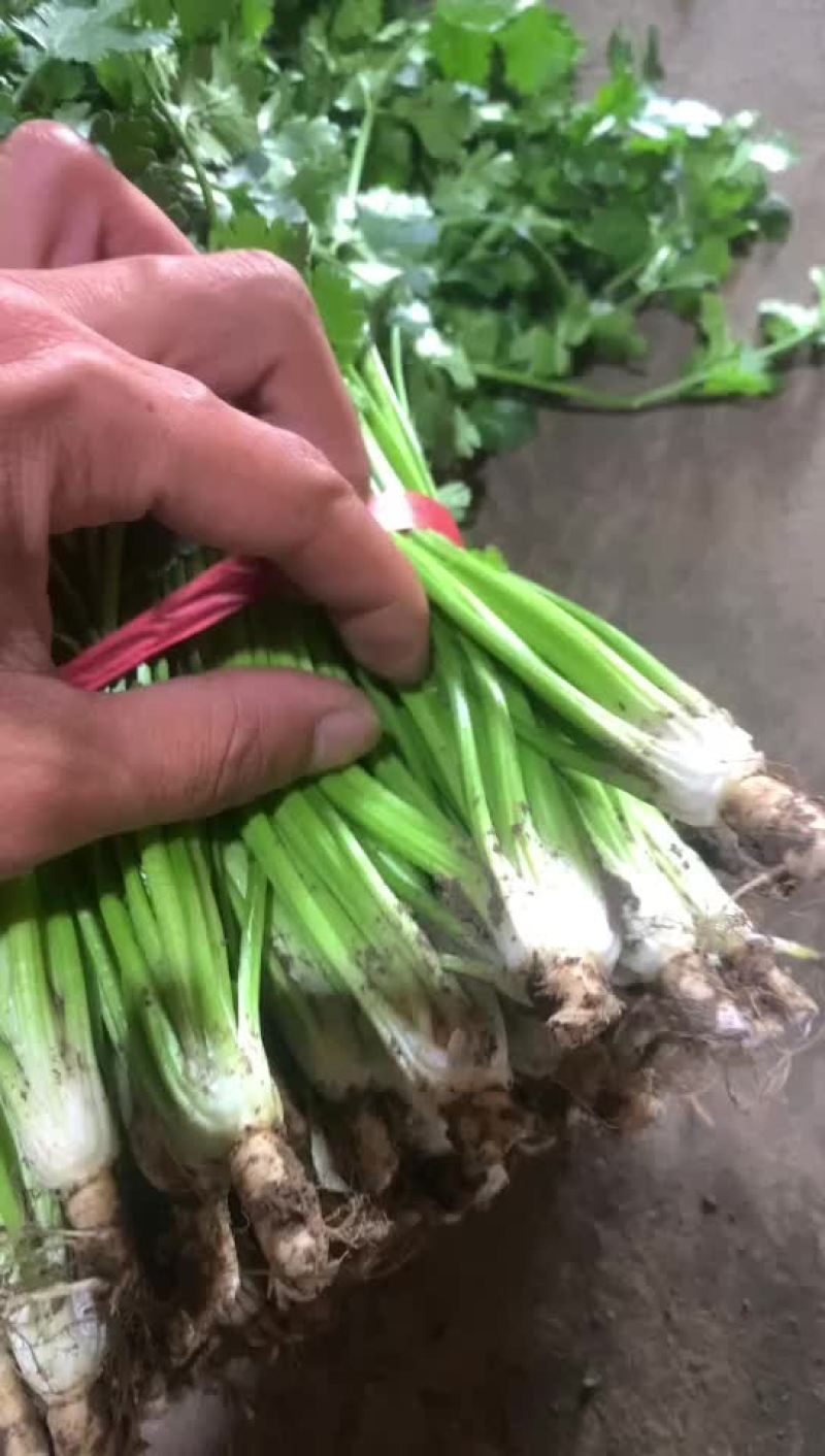 好香菜加工厂电商走市场都可以