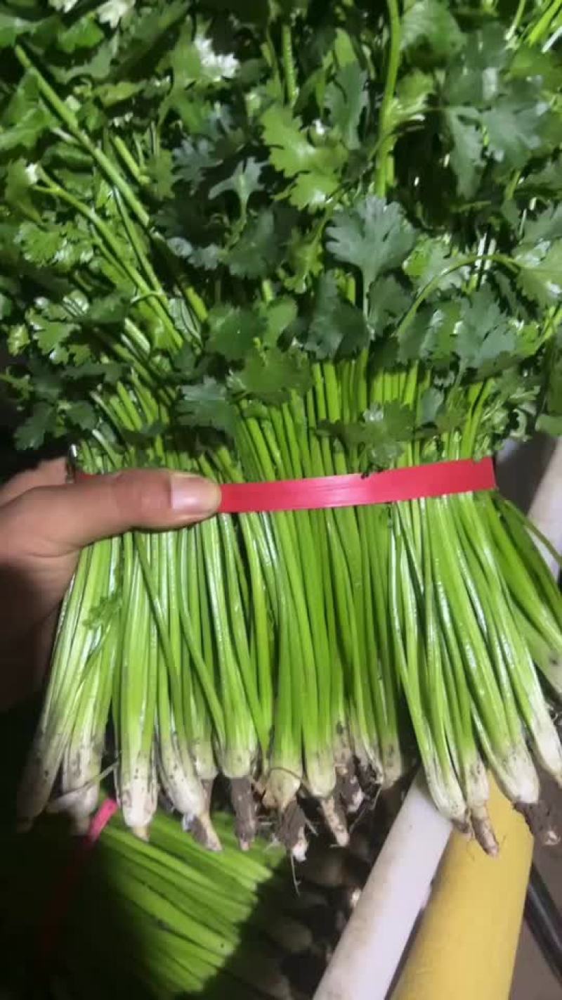 好香菜加工厂电商走市场都可以