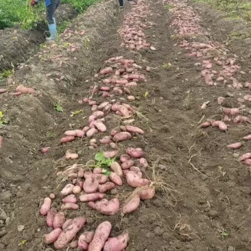 云南七彩土豆