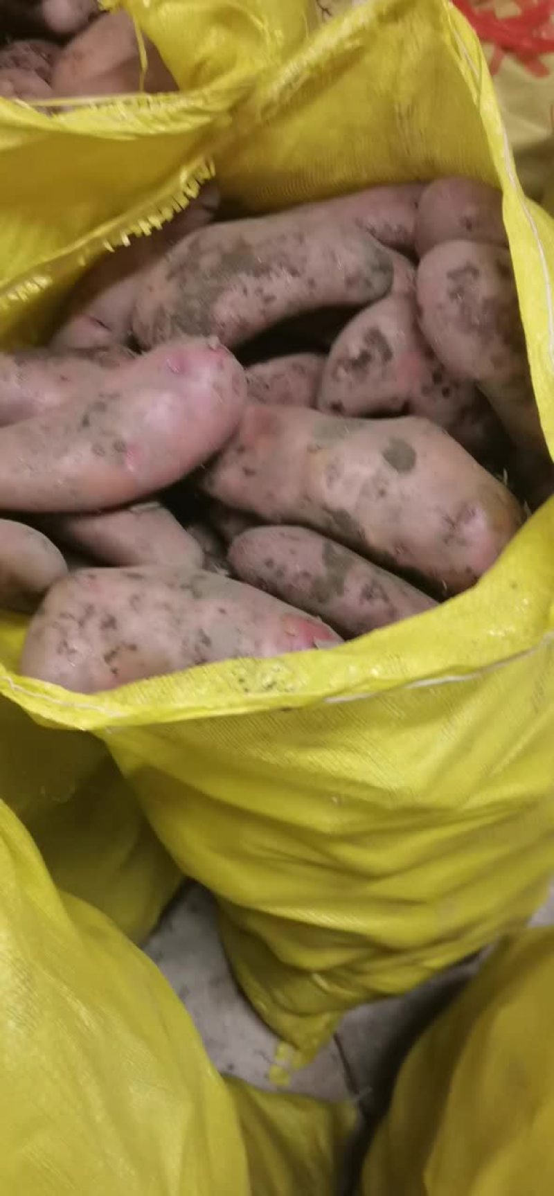 云南七彩土豆