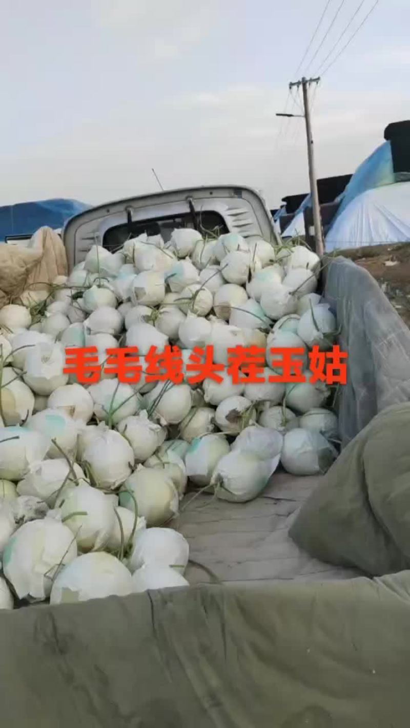 自产自销，暖室头茬玉姑，3万斤，9毛上车，口感18个糖