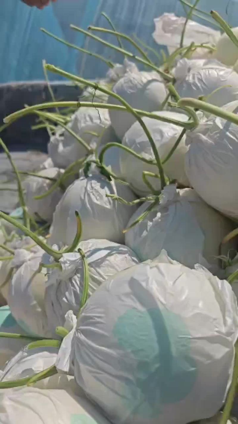自产自销，暖室头茬玉姑，3万斤，9毛上车，口感18个糖