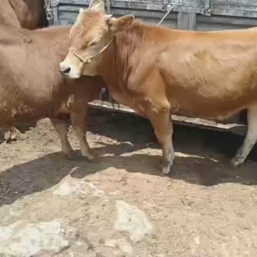 新鲜贵州黄肉牛黄牛犊活牛，产地直供，品质保证欢迎咨询